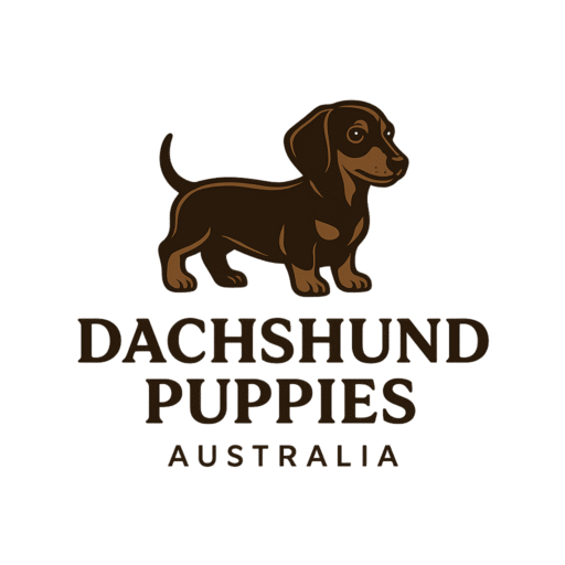 dachshund puppies for sale Australia