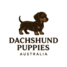 dachshund puppies for sale Australia