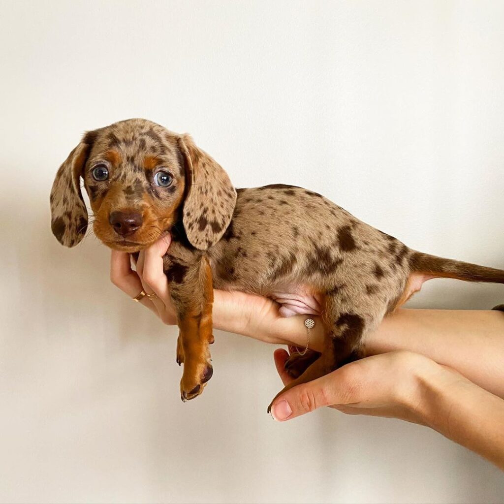 Home - Dachshund Puppies For Sale Australia