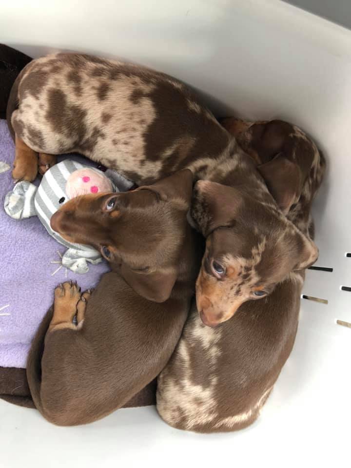 Dachshund Puppies for sale Australia-Brisbane