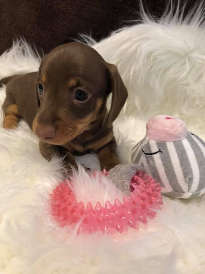 Puppies for sale - Dachshund Puppies For Sale Australia