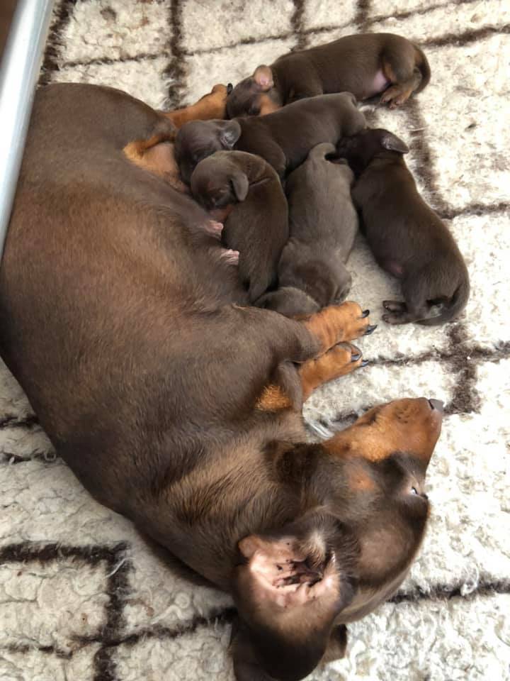 Dachshund Puppies for sale Australia-Sydney