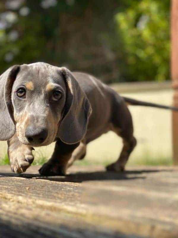 Dachshund Puppies for sale Australia
