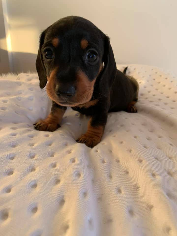 Puppies for sale - Dachshund Puppies For Sale Australia