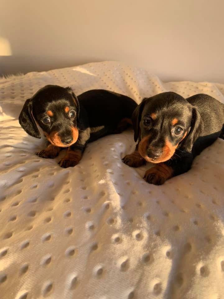 Dachshund Puppies for sale Australia-Perth