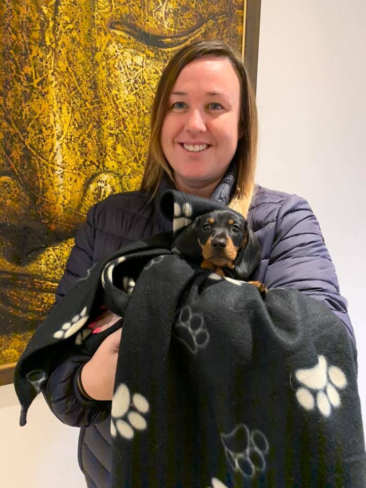 Home - Dachshund Puppies For Sale Australia