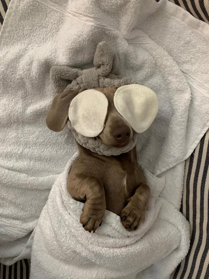 About #1 Dachshund Puppies for Sale Australia