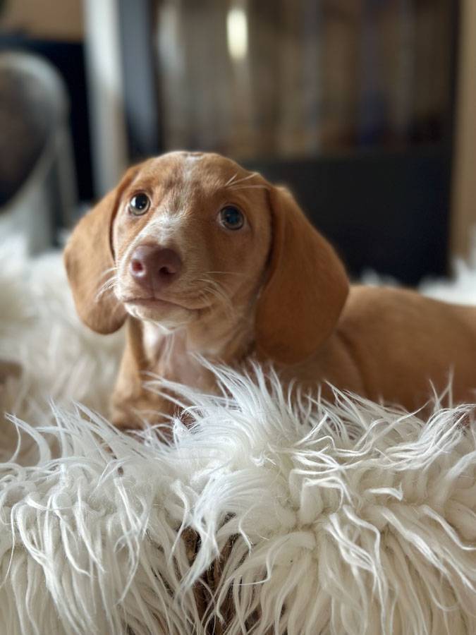 Puppies for sale - Dachshund Puppies For Sale Australia