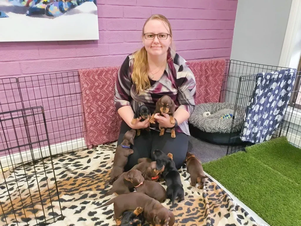 About #1 Dachshund Puppies for Sale Australia