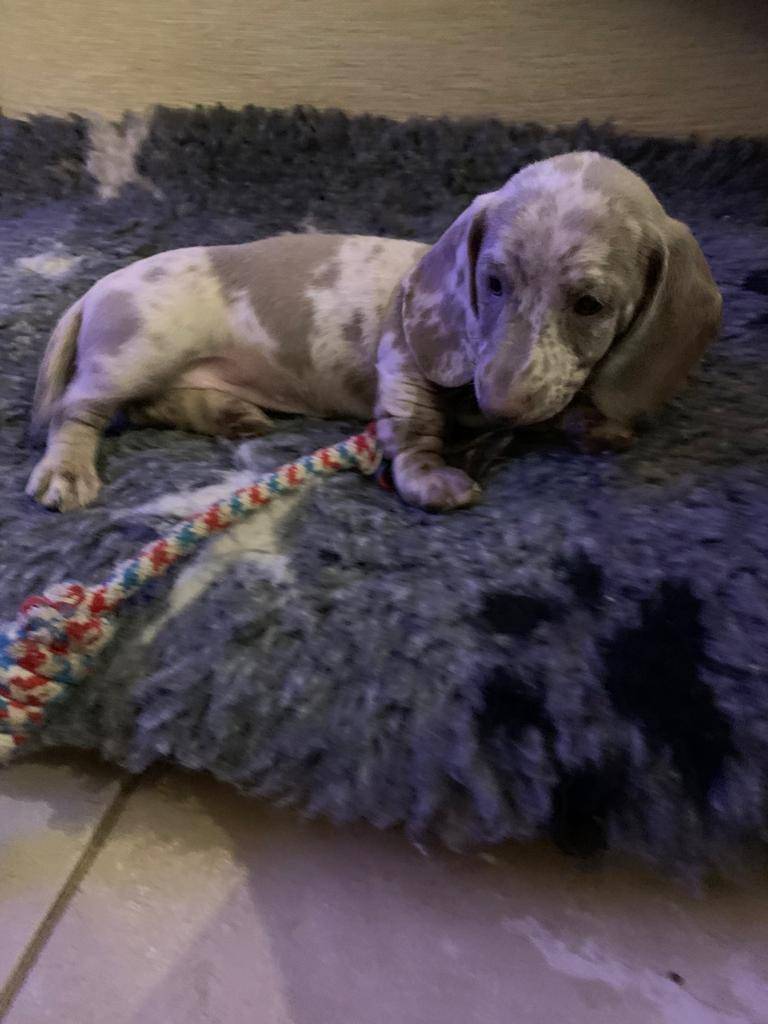 Puppies for sale - Dachshund Puppies For Sale Australia
