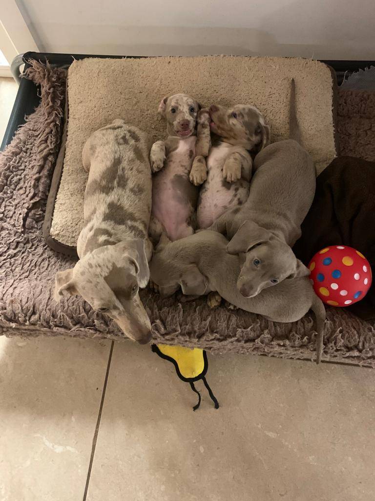 Dachshund Puppies for sale Australia-Brisbane
