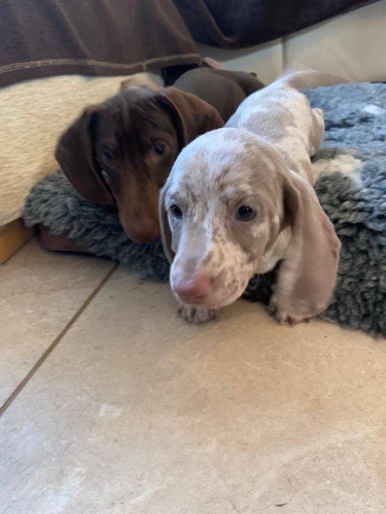 Dachshund Puppies for sale Australia