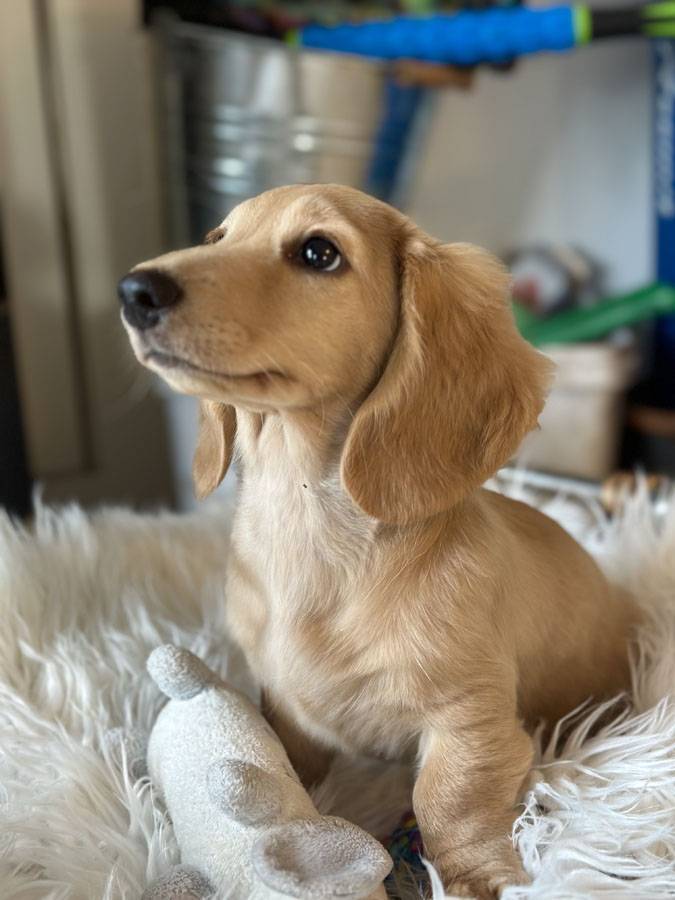 Dachshund Puppies for sale Australia