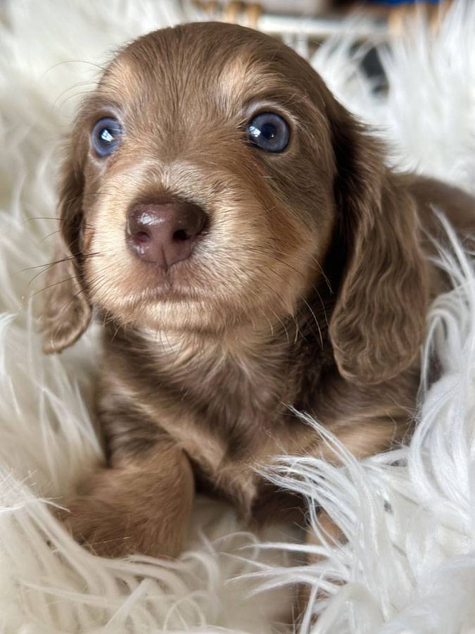 Dachshund Puppies for sale Australia