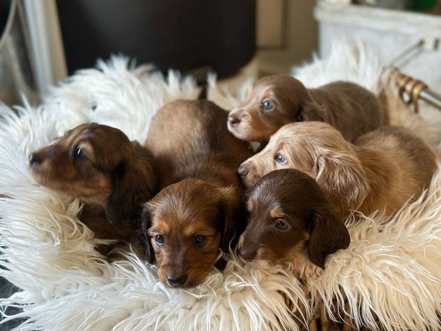 Contact - Dachshund Puppies For Sale Australia