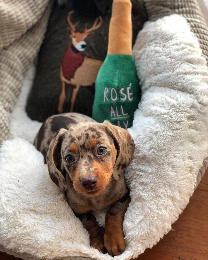 Dachshund Puppies for sale Australia-Brisbane