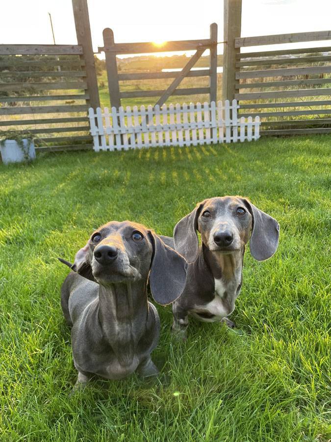 Puppies for sale - Dachshund Puppies For Sale Australia